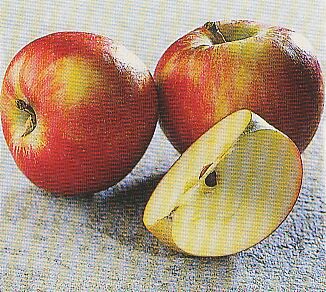 JT Kräuter Apfel.jpg